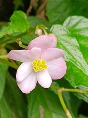 Begonia formosana