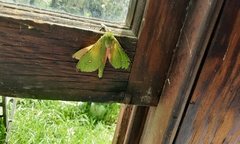 Aenetus eximia
