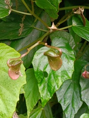 Begonia formosana