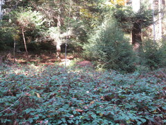 Formica rufa