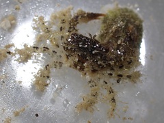 Pilodius