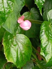 Begonia formosana
