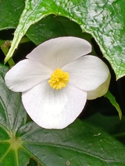 Begonia formosana