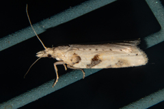 Apoctena persecta