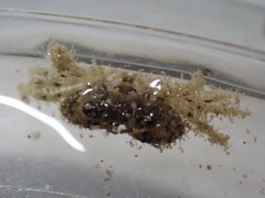 Pilodius