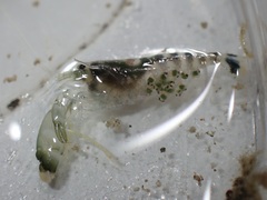 Alpheus parvirostris