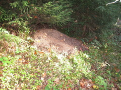 Formica rufa