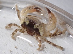 Xanthidae