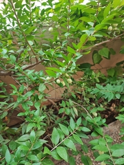 Myrtus communis