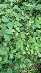 Clematis vitalba