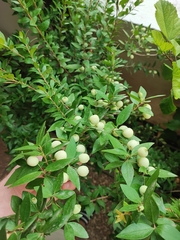 Myrtus communis