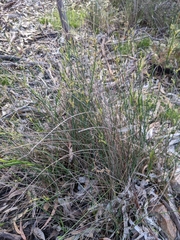 Juncus pallidus