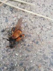 Nicrophorus vespillo