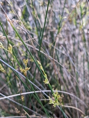 Juncus pallidus