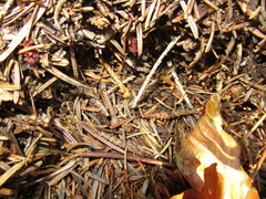 Formica rufa