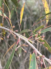Eucalyptus stricta