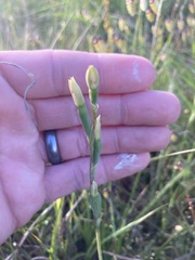 Thelymitra antennifera