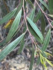 Eucalyptus stricta