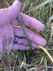 Thelymitra antennifera