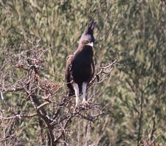 Lophaetus occipitalis