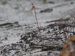 Caleana nigrita