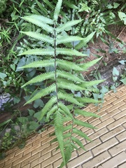 Pseudocyclosorus esquirolii