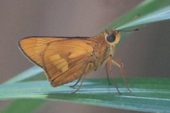 Cephrenes augiades