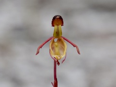 Caleana nigrita