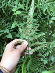 Pseudocyclosorus esquirolii