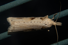 Apoctena persecta