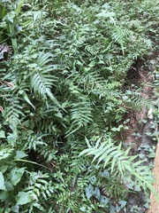 Pseudocyclosorus esquirolii