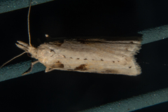 Apoctena persecta