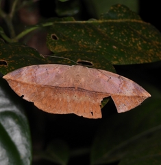 Hypopyra pudens