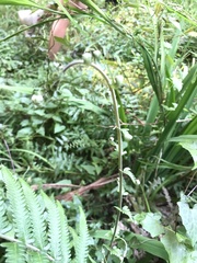Pseudocyclosorus esquirolii