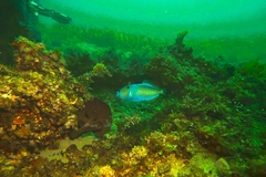 Meuschenia freycineti