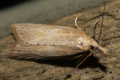 Apoctena persecta
