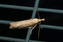 Apoctena persecta
