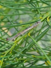 Ectropis excursaria