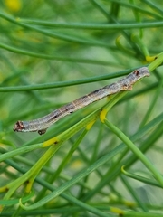 Ectropis excursaria