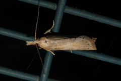 Apoctena persecta
