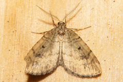 Asaphodes aegrota