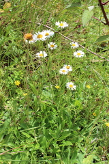Erigeron galeottii