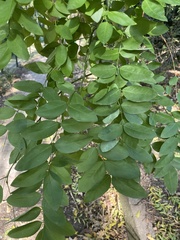 Styphnolobium