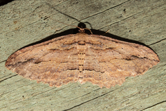 Austrocidaria