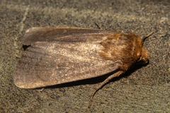 Bityla defigurata