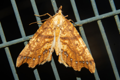 Chalastra pellurgata