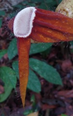 Pararistolochia macrocarpa image
