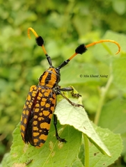 Aristobia approximator