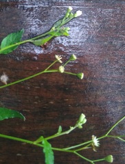 Vernonia stellulifera