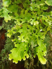 Lobariaceae